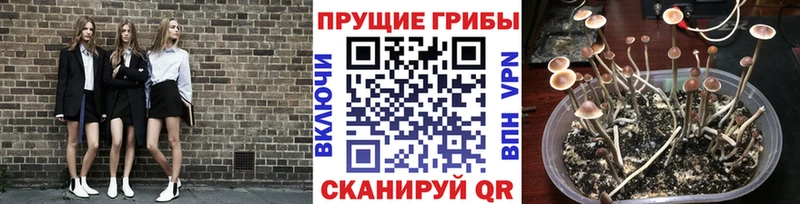 Галлюциногенные грибы мицелий где купить наркоту Миасс